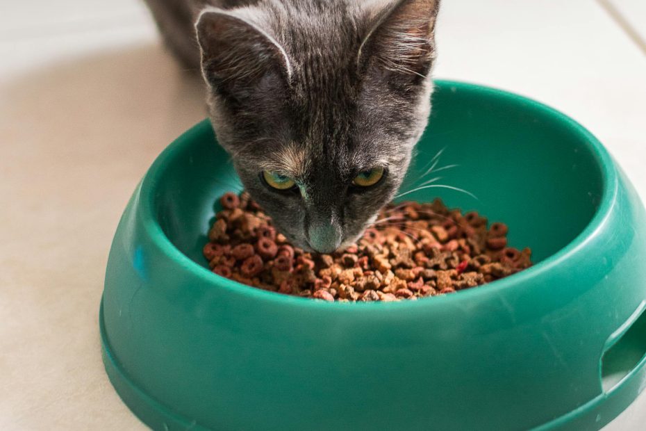 Can Cats Eat Dog Food?