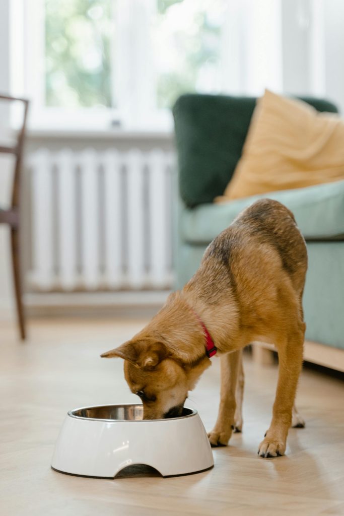 How to Pick the Best Dog Food for Your Furry Friend’s Health and Happiness