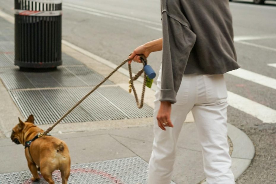 Comprehensive guide to choosing the perfect dog leash. Learn about types, materials, and tips for selecting the best leash for your furry friend.