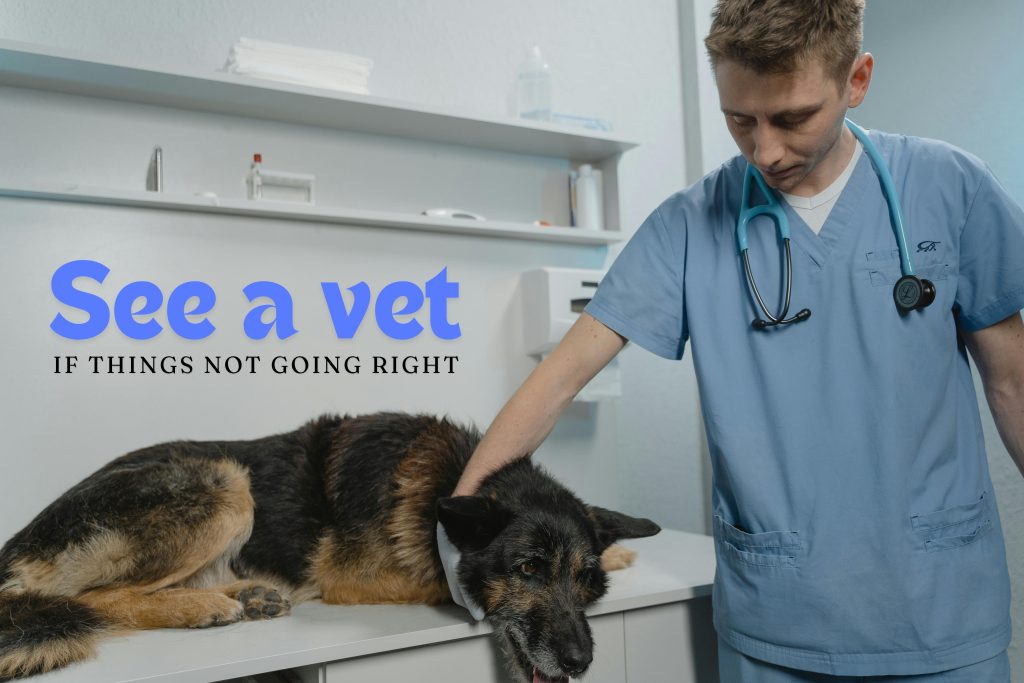 Dog UTI: When to see a vet