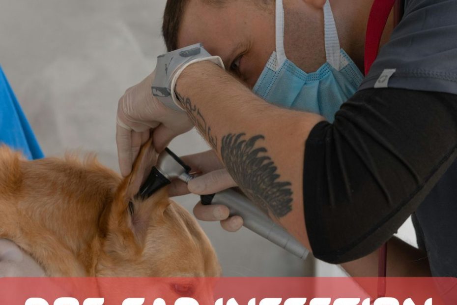 tips and tricks for preventing dog ear prevention.