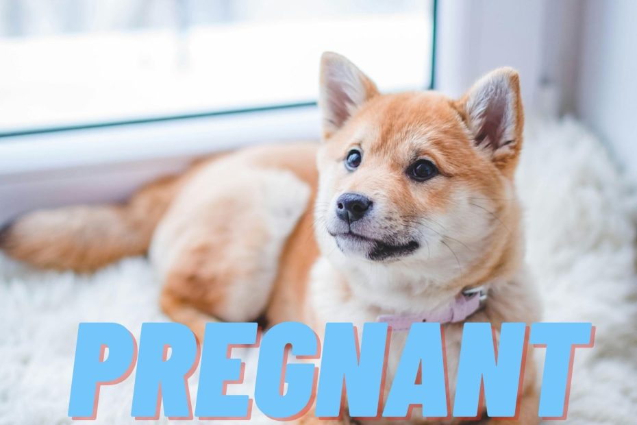 dog pregnancy test. How to tell if your dog is pregnant at home