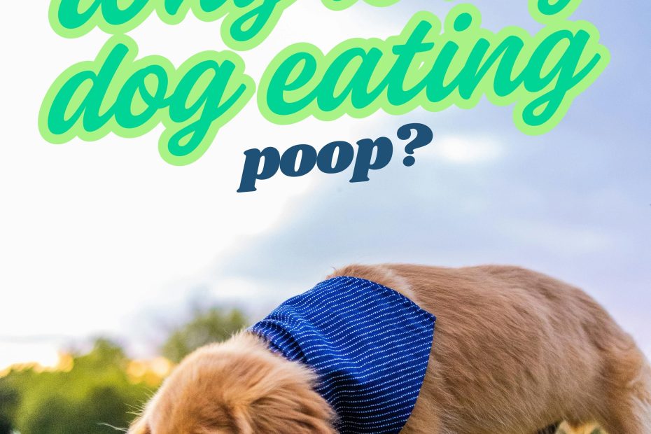 dog eating poop graphics