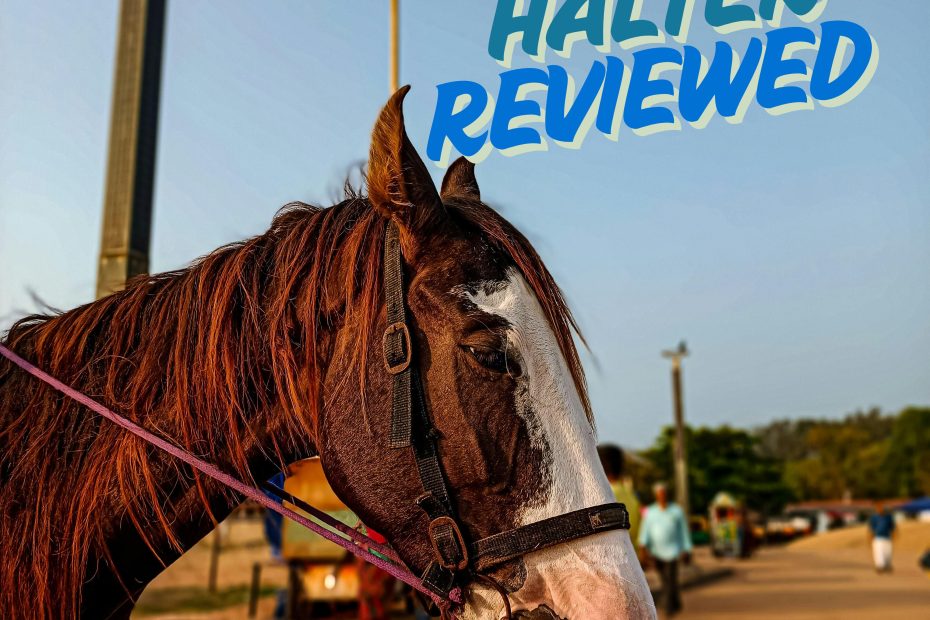 Brown horse wearing halter