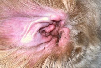 Dog Ear Infection: Symptoms, Treatments, and Prevention Tips