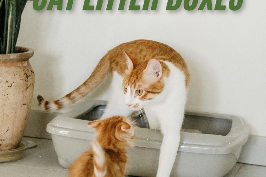 Cat litter boxes reviewed